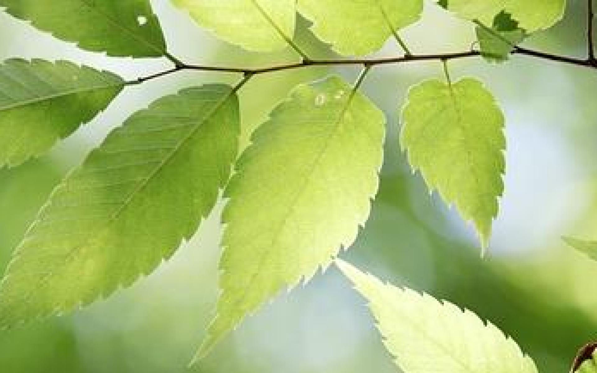 leaves-4291098_640.jpg
